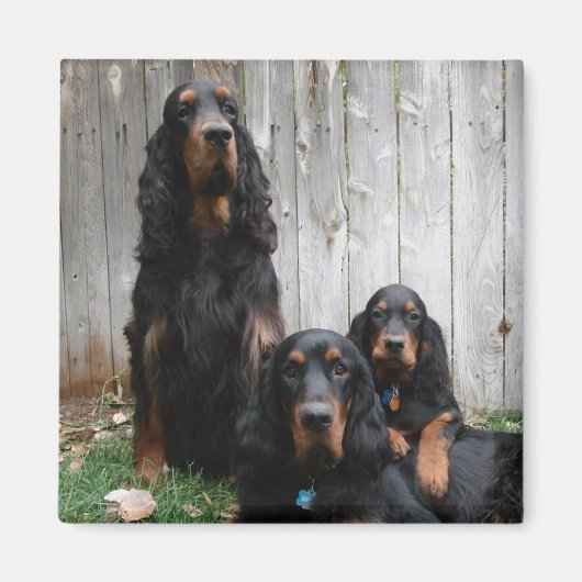 Gordon Setter Generations Magnet Magneet (Voorkant)
