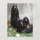Gordon Setter Generations Peinture Carte postale (Devant)