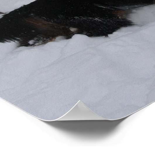 Gordon Setter in een Snowstorm Canvas Print (Hoek)