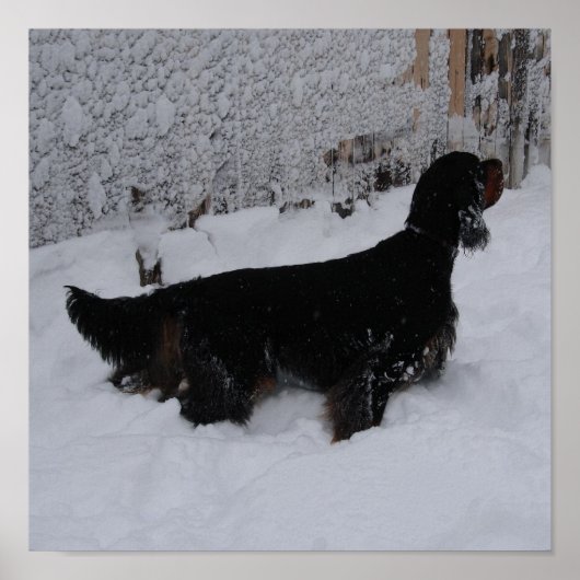 Gordon Setter in een Snowstorm Canvas Print (Voorkant)