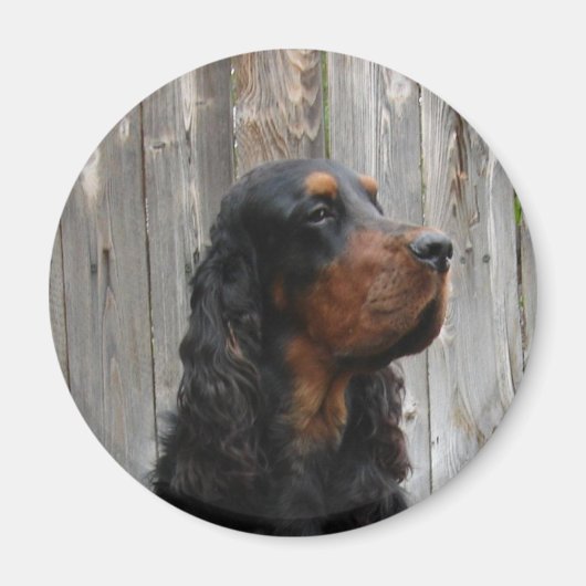 Gordon Setter Magnet (Devant)