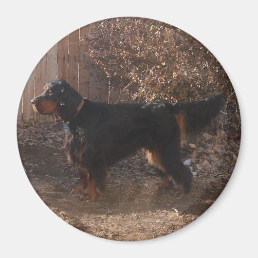 Gordon Setter Magnet Magneet (Voorkant)