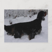 Gordon Setter Photo Briefkaart (Voorkant)