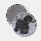Gordon Setter Puppy Magnet (Recto/Verso)