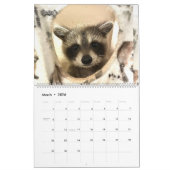 Gordon Wildlife Raccoon Calendrier 2024 (Mar 2026)