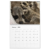 Gordon Wildlife Raccoon Calendrier 2024 (Feb 2026)