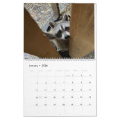 Gordon Wildlife Raccoon Calendrier 2024 (Jan 2026)