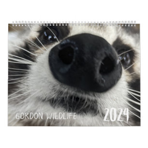 Gordon Wildlife Raccoon Kalender 2024