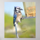 Gorgeous Blue Jay Poster or Print (Devant)