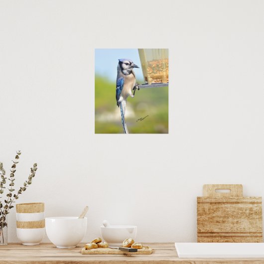 Gorgeous Blue Jay Poster or Print (Cuisine)