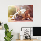 Gorgeous french bulldog lying down poster (Thuiskantoor)