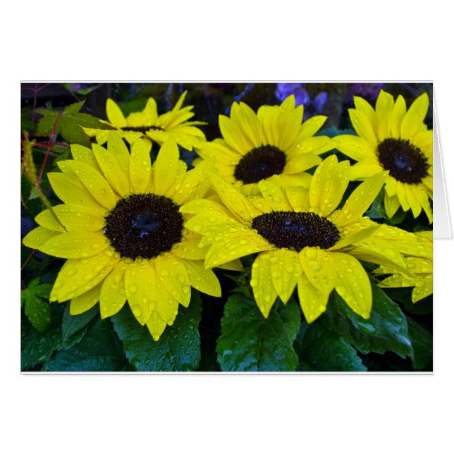 GORGEOUS GARDEN SUNFLOWERS (Devant horizontal)