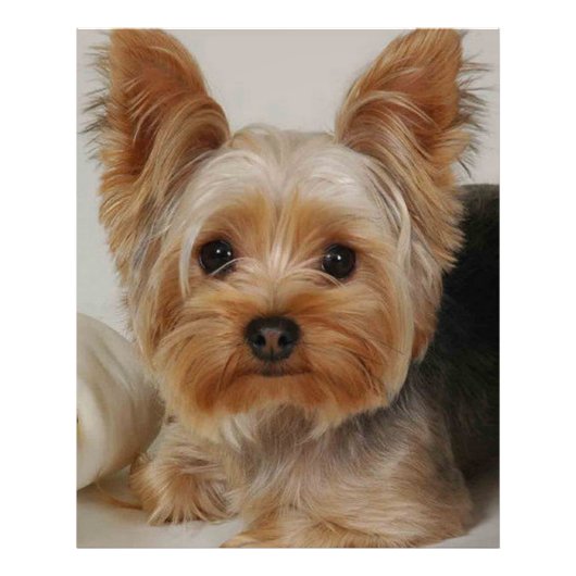 Gorgeous Yorkshire Terrier Foto Afdruk (Voorkant)