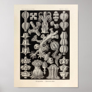  Gorgonida-kleur Ernst Haeckel Art Print