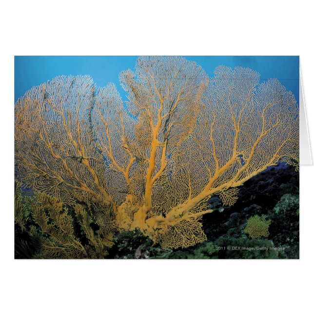 Gorgonisch koraal (Voorkant Horizontaal)