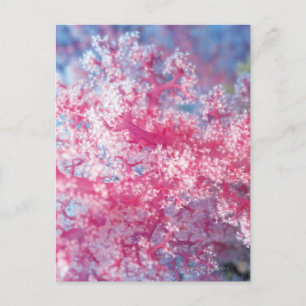 Gorgonisch koraal briefkaart