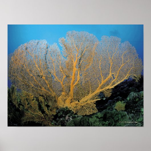 Gorgonisch koraal poster (Voorkant)