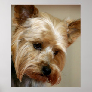 Gorgood Yorkshire Terrier Poster