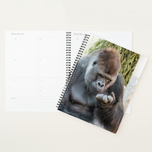 GORILLA (Devant avec enveloppe)