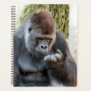 GORILLA