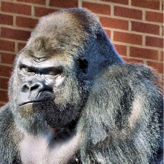 GORILLA