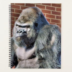 GORILLA