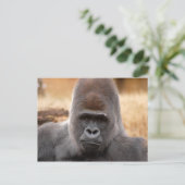 Gorilla_018 Briefkaart (Staand voorkant)