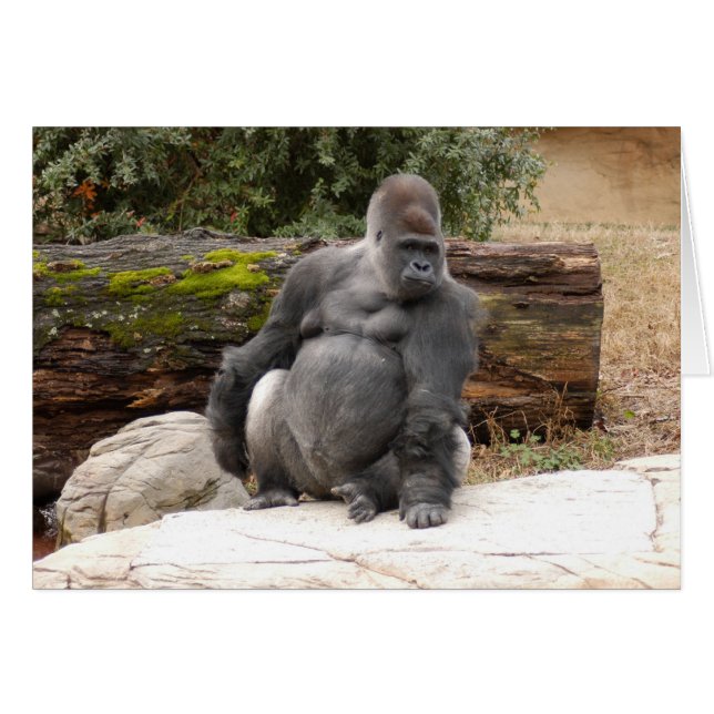 Gorilla_022 (Voorkant Horizontaal)