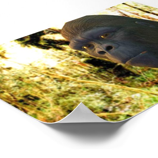 Gorilla 2 poster (Hoek)