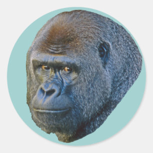 Gorilla Afbeelding Ronde Sticker
