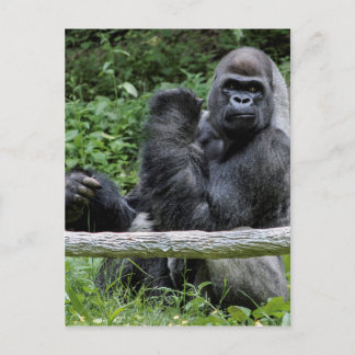 Gorilla Ape primate Wildlife Animal Foto Briefkaart