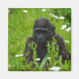 Gorilla Baby die in de gras schuilt Magneet