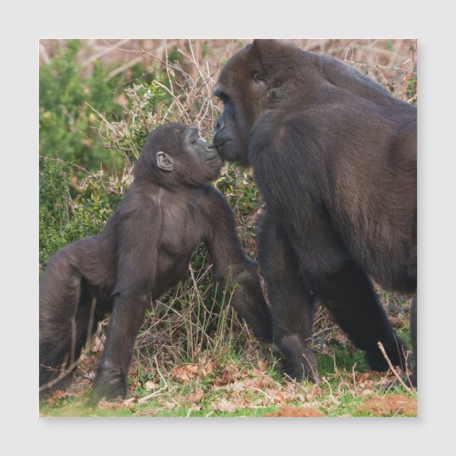 Gorilla Baby's Affectionate voor moeder (Voorkant)