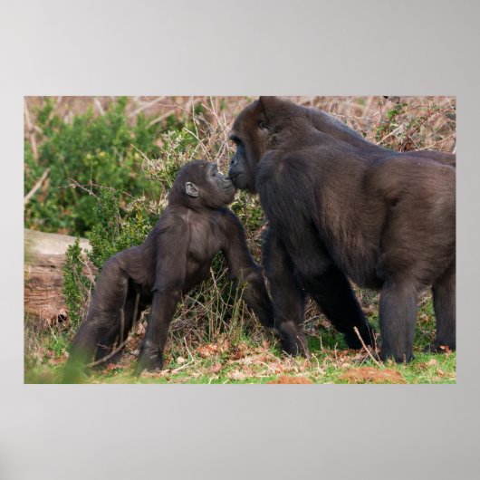 Gorilla Baby's Affectionate voor moeder Poster (Voorkant)