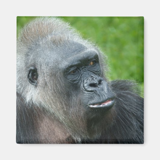 Gorilla Biddy Magneet (Voorkant)