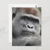 Gorilla Briefkaart (Voorkant / Achterkant)