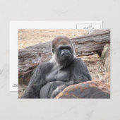 gorilla briefkaart (Voorkant / Achterkant)
