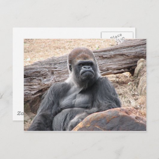 gorilla briefkaart (Voorkant / Achterkant)