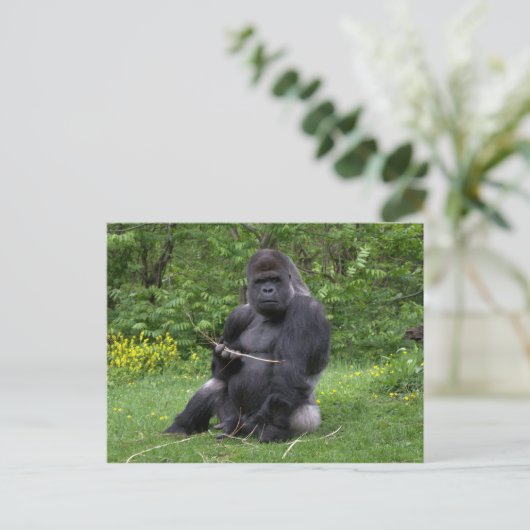 Gorilla Briefkaart (Staand voorkant)
