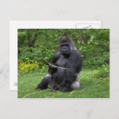 Gorilla Briefkaart (Voorkant / Achterkant)