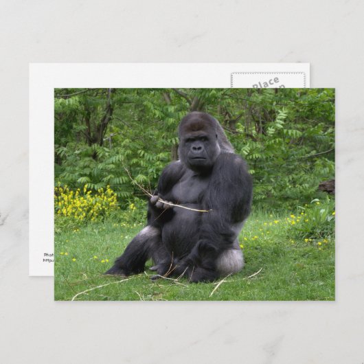 Gorilla Briefkaart (Voorkant / Achterkant)