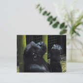 Gorilla briefkaart (Staand voorkant)