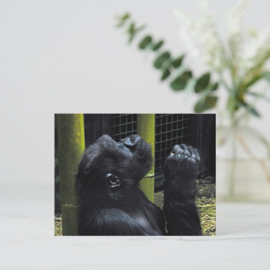 Gorilla briefkaart (Staand voorkant)