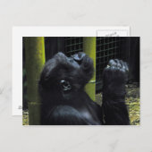 Gorilla briefkaart (Voorkant / Achterkant)