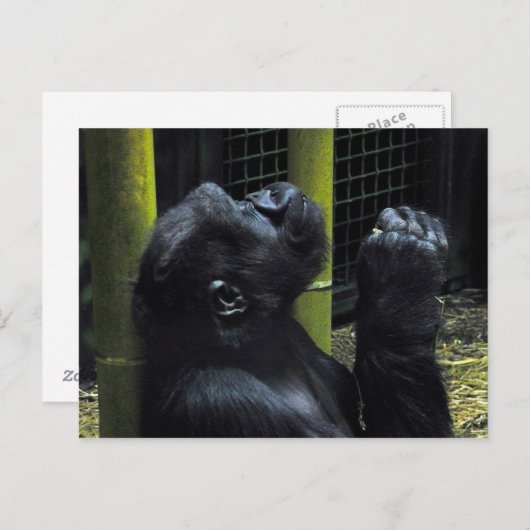 Gorilla briefkaart (Voorkant / Achterkant)