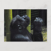 Gorilla briefkaart (Voorkant)