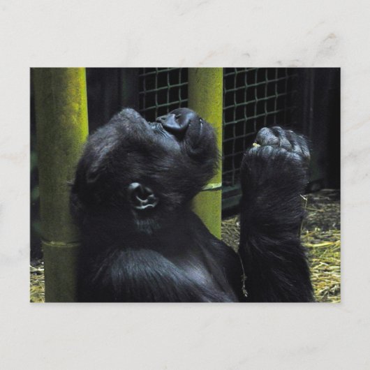Gorilla briefkaart (Voorkant)