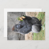 Gorilla Briefkaart (Voorkant / Achterkant)