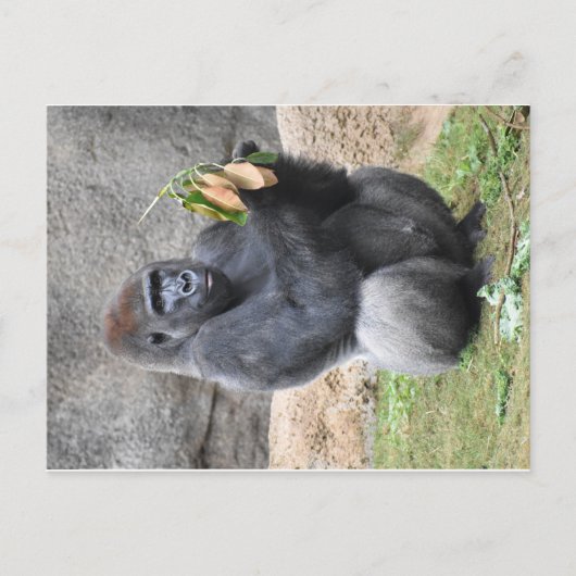 Gorilla Briefkaart (Voorkant)