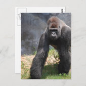 Gorilla Briefkaart (Voorkant / Achterkant)